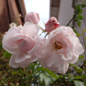 Two fluffy wild rose flowers hugging between stone buildings